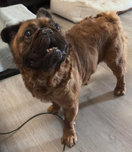 Load image into Gallery viewer, Samsquanch - Red Fawn Fluffy French Bulldog, 4yo Male
