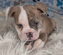 Load image into Gallery viewer, Linda - Female English Bulldog Puppy