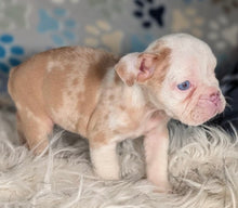 Load image into Gallery viewer, Louise - Female English Bulldog Puppy (HOLDING)