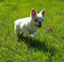 Load image into Gallery viewer, Macadamia - French Bulldog Sub-Adult Fluffy Female ( &gt;1 Year Old )