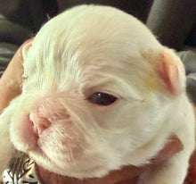 Load image into Gallery viewer, “Muffin” Female High White Merle Pied French Bulldog [HOLDING]