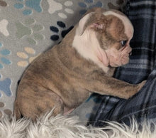 Load image into Gallery viewer, Linda - Female English Bulldog Puppy