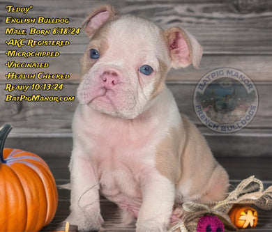 Teddy - Male English Bulldog Puppy