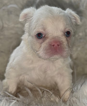 Load image into Gallery viewer, “Muffin” Female High White Merle Pied French Bulldog [HOLDING]