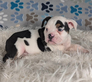 Bob - Male English Bulldog Puppy