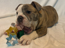 Load image into Gallery viewer, Linda - Female English Bulldog Puppy