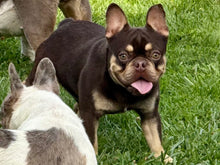 Load image into Gallery viewer, Bubba - 2yo Rojo &amp; Tan French Bulldog Male