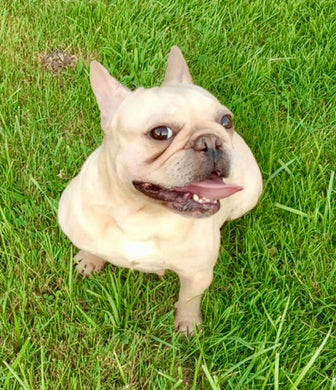 Ingrid - Cream French Bulldog, 2yo Female