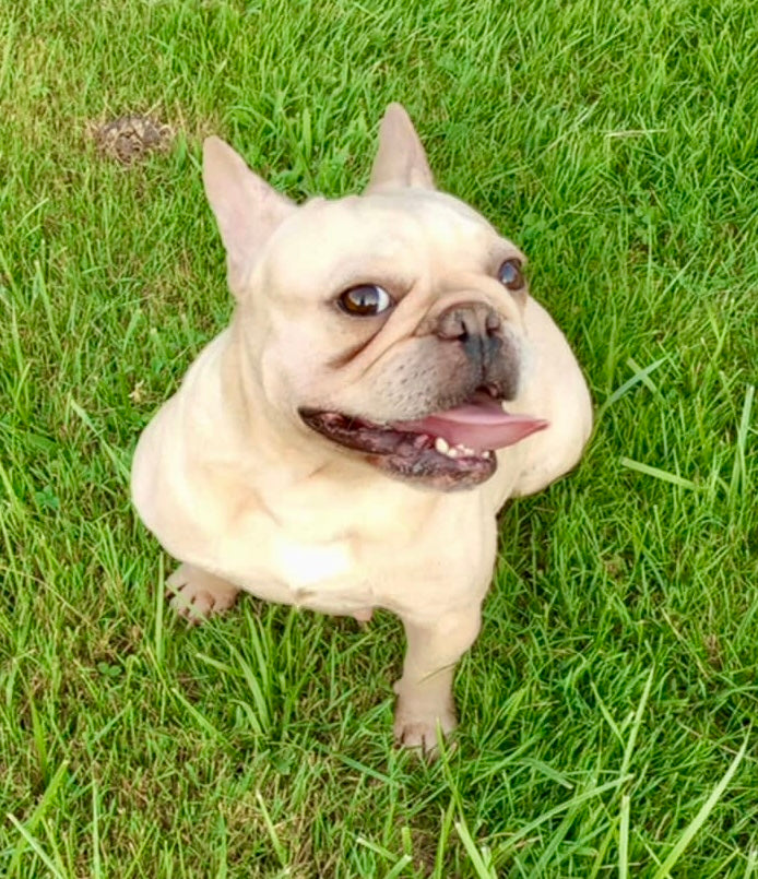 Ingrid - Cream French Bulldog, 2yo Female