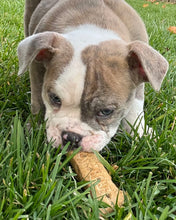 Load image into Gallery viewer, Linda - Female English Bulldog Puppy