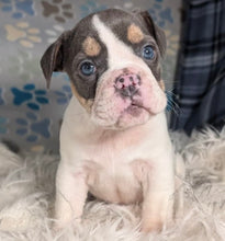 Load image into Gallery viewer, Tina - Female English Bulldog Puppy