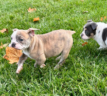 Load image into Gallery viewer, Linda - Female English Bulldog Puppy