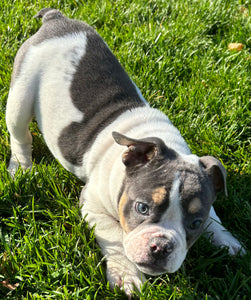 Tina - Female English Bulldog Puppy [CLAIMED]