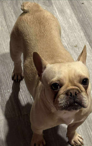 Ingrid - Cream French Bulldog, 2yo Female