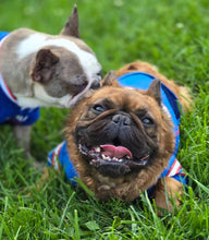 Load image into Gallery viewer, Samsquanch - Red Fawn Fluffy French Bulldog, 4yo Male