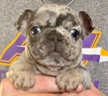 Load image into Gallery viewer, “Sage” - Female Merle &amp; Tan French Bulldog [CLAIMED]