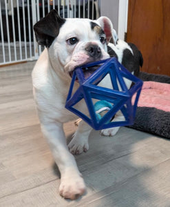 Bob - Male English Bulldog Puppy