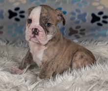 Load image into Gallery viewer, Linda - Female English Bulldog Puppy