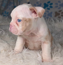 Load image into Gallery viewer, Louise - Female English Bulldog Puppy (HOLDING)