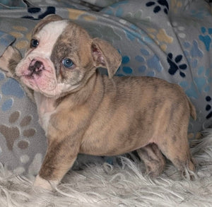 Linda - Female English Bulldog Puppy