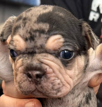 Load image into Gallery viewer, “Quill” Velvet Merle &amp; Tan Big Rope Frenchie - Male [CLAIMED]