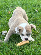 Load image into Gallery viewer, Linda - Female English Bulldog Puppy