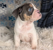 Load image into Gallery viewer, Tina - Female English Bulldog Puppy