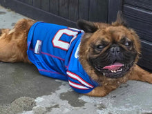 Load image into Gallery viewer, Samsquanch - Red Fawn Fluffy French Bulldog, 4yo Male
