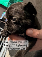 Load image into Gallery viewer, “Ernie” Black French Bulldog Male [AVAILABLE]