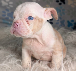 Louise - Female English Bulldog Puppy (HOLDING)