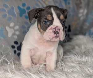 Tina - Female English Bulldog Puppy