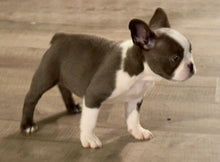 Load image into Gallery viewer, “Husky” French Bulldog Female