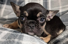 Load image into Gallery viewer, Mary - Female French Bulldog Puppy (HOLDING)