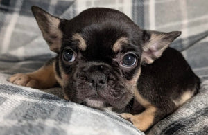 Mary - Female French Bulldog Puppy (HOLDING)