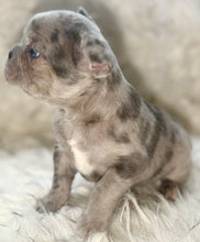 Load image into Gallery viewer, “Strudel” [CLAIMED]