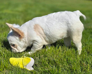 Macadamia - French Bulldog Sub-Adult Fluffy Female ( >1 Year Old )