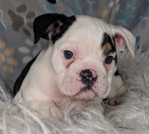 Bob - Male English Bulldog Puppy