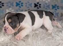 Load image into Gallery viewer, Tina - Female English Bulldog Puppy