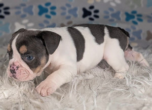 Tina - Female English Bulldog Puppy