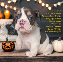 Load image into Gallery viewer, Tina - Female English Bulldog Puppy