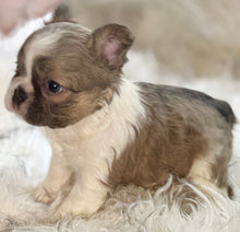 Load image into Gallery viewer, “Pandora” Female Fluffy Panda Pied French Bulldog [HOLDING]