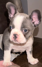 Load image into Gallery viewer, “Husky” French Bulldog Female