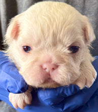Load image into Gallery viewer, “Muffin” Female High White Merle Pied French Bulldog [HOLDING]