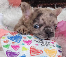 Load image into Gallery viewer, &quot;Cashew&quot; Male Fluffy French Bulldog