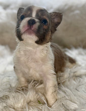 Load image into Gallery viewer, “Pandora” Female Fluffy Panda Pied French Bulldog [HOLDING]