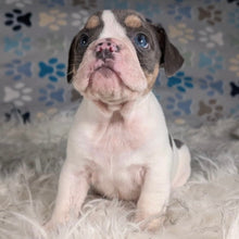 Load image into Gallery viewer, Tina - Female English Bulldog Puppy