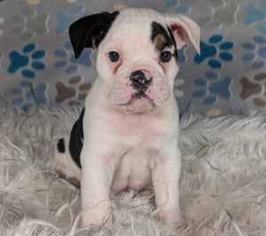 Bob - Male English Bulldog Puppy