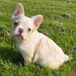 Macadamia - French Bulldog Sub-Adult Fluffy Female ( >1 Year Old )