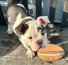 Load image into Gallery viewer, Bob - Male English Bulldog Puppy