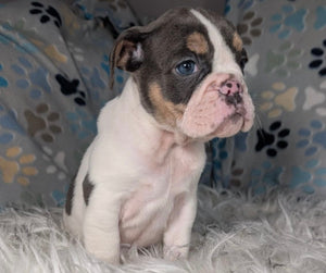 Tina - Female English Bulldog Puppy